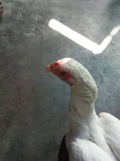 white hen