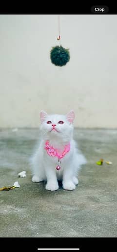 White Persian kitten