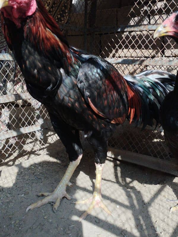 Aseel Hens for sale 1