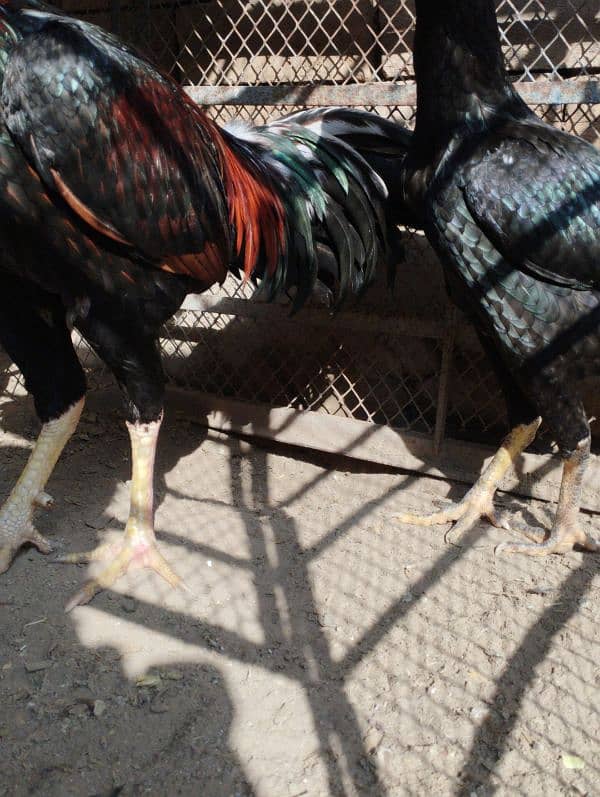 Aseel Hens for sale 2