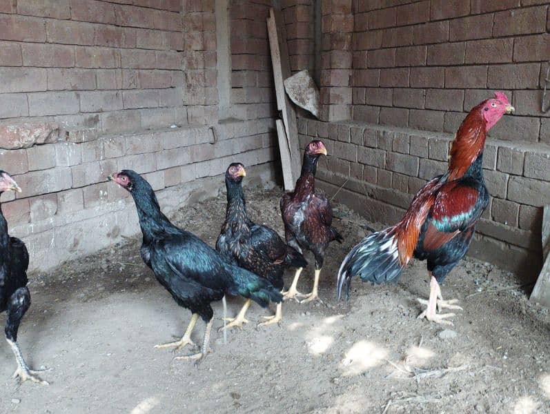 Aseel Hens for sale 4