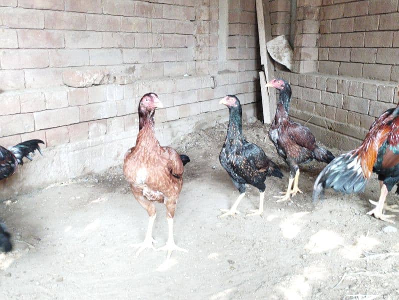 Aseel Hens for sale 5