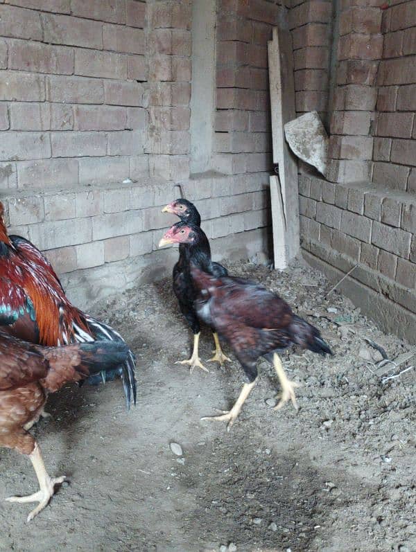 Aseel Hens for sale 6