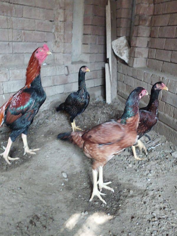 Aseel Hens for sale 7