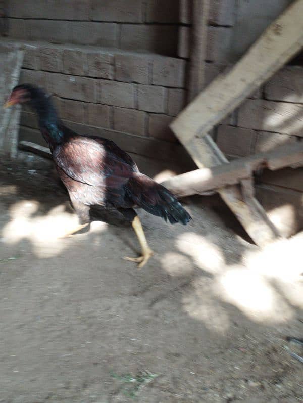 Aseel Hens for sale 8