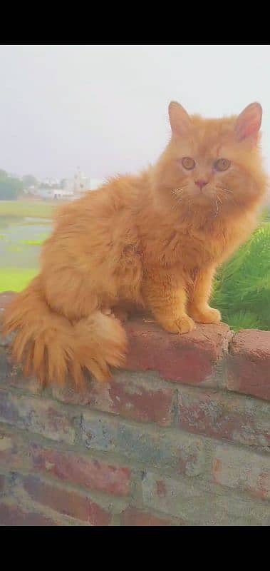 Persian Cat 0