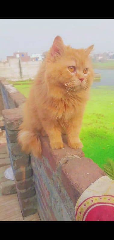 Persian Cat 2