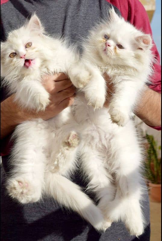 Persian cats | Kittens | Tripple Coated | Punch face | 0