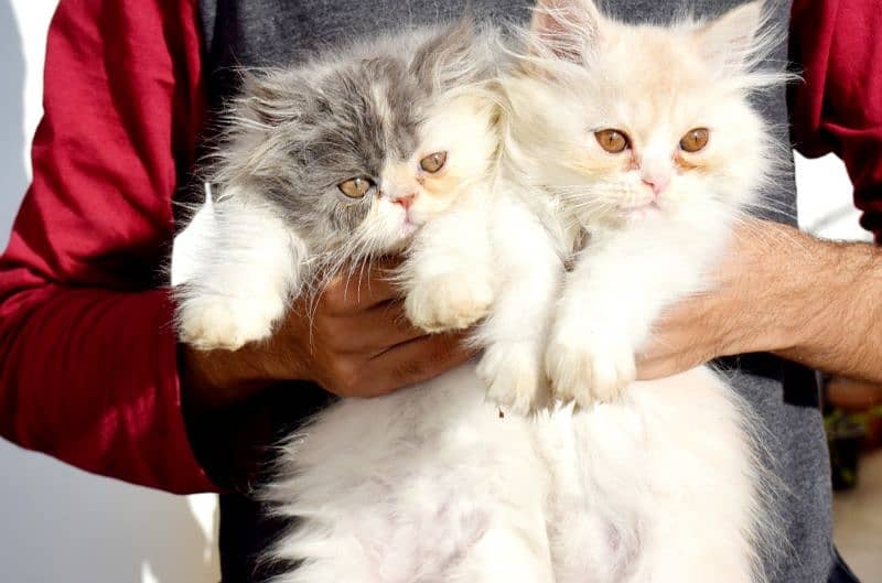 Persian cats | Kittens | Tripple Coated | Punch face | 1