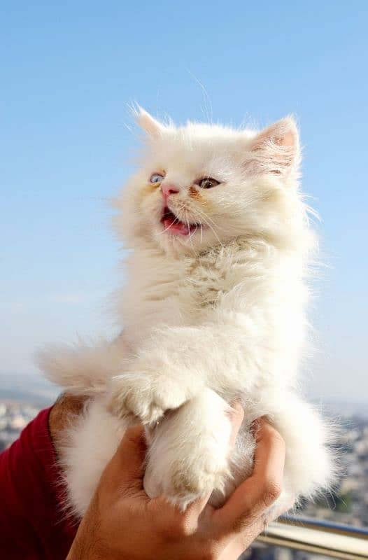 Persian cats | Kittens | Tripple Coated | Punch face | 3