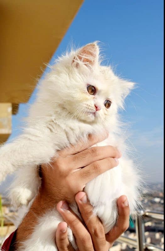 Persian cats | Kittens | Tripple Coated | Punch face | 4