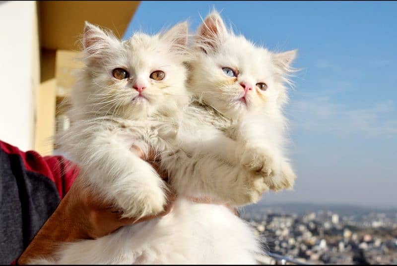 Persian cats | Kittens | Tripple Coated | Punch face | 5