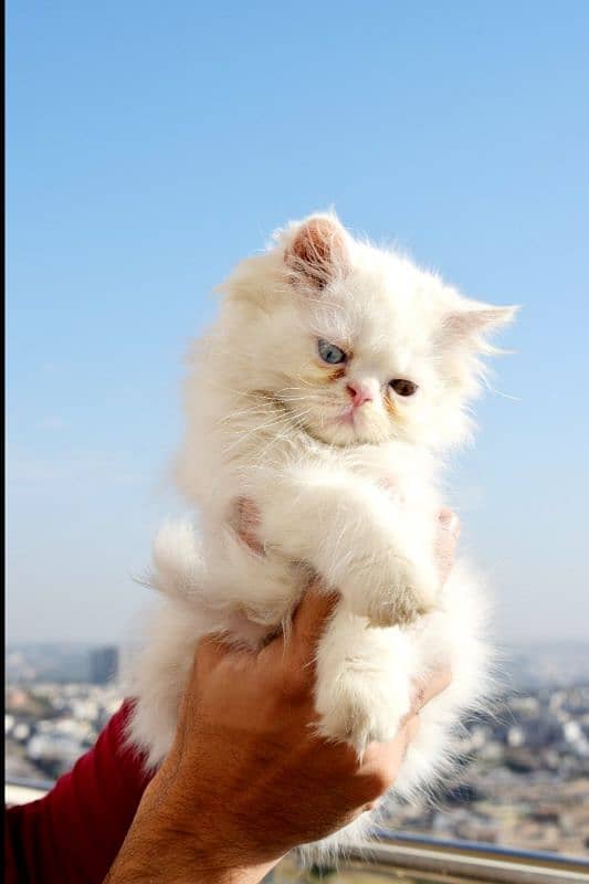 Persian cats | Kittens | Tripple Coated | Punch face | 6