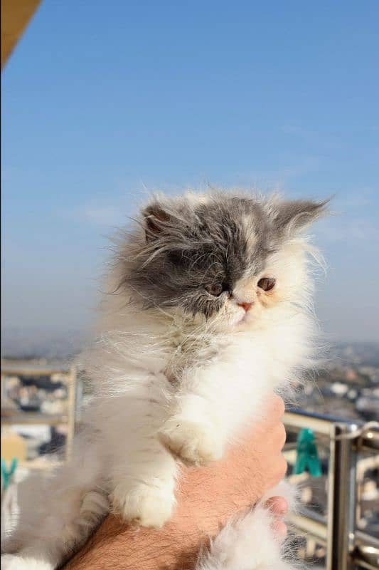 Persian cats | Kittens | Tripple Coated | Punch face | 7