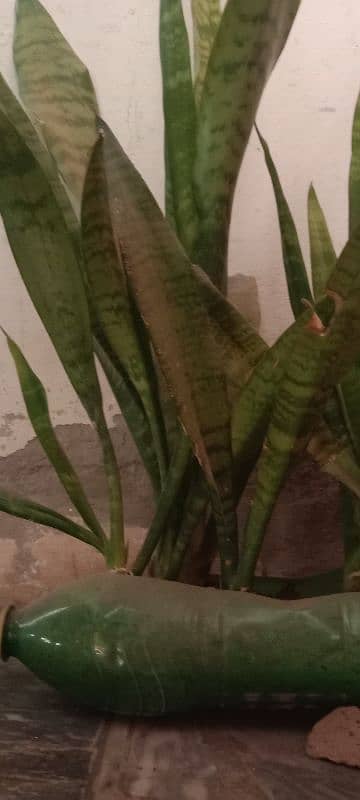 healty beautiful snake plant 0