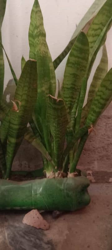 healty beautiful snake plant 1