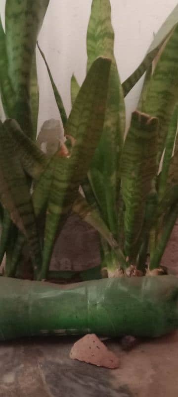 healty beautiful snake plant 2