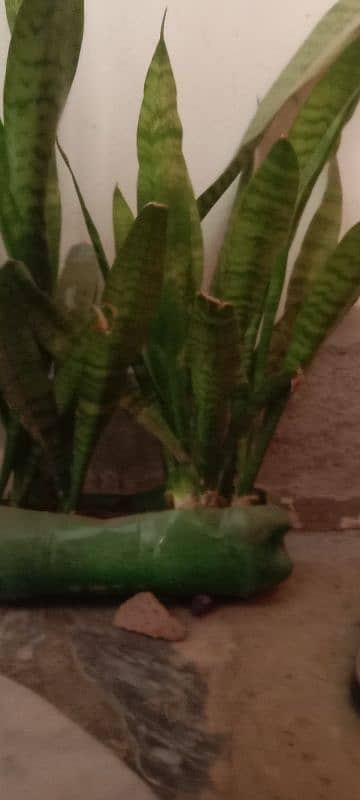 healty beautiful snake plant 3