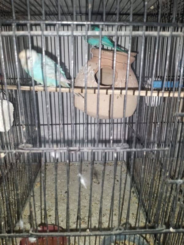 9 portion new cage 2 months use as new contact number 03093166826 1