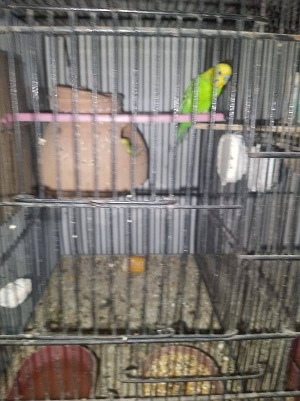 9 portion new cage 2 months use as new contact number 03093166826 2