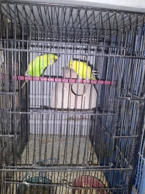 9 portion new cage 2 months use as new contact number 03093166826 3