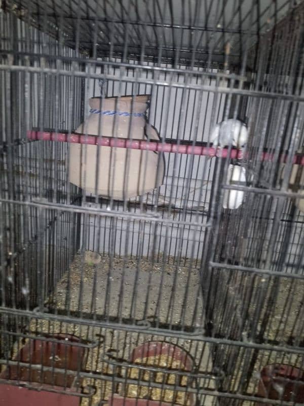 9 portion new cage 2 months use as new contact number 03093166826 6