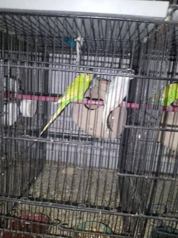 9 portion new cage 2 months use as new contact number 03093166826 7