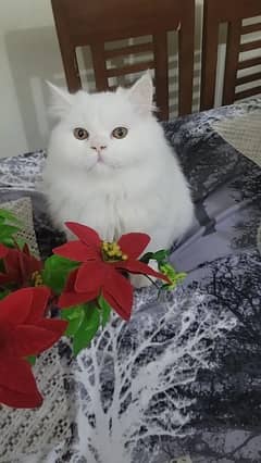 3 five month old persian cats heavy quality