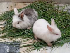 Angora rabbits pair for sale