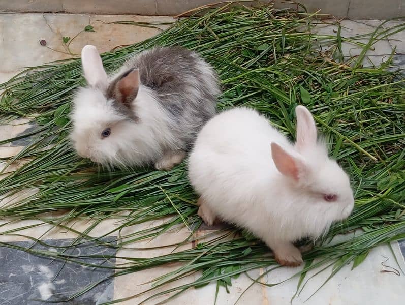 Angora rabbits pair for sale 0