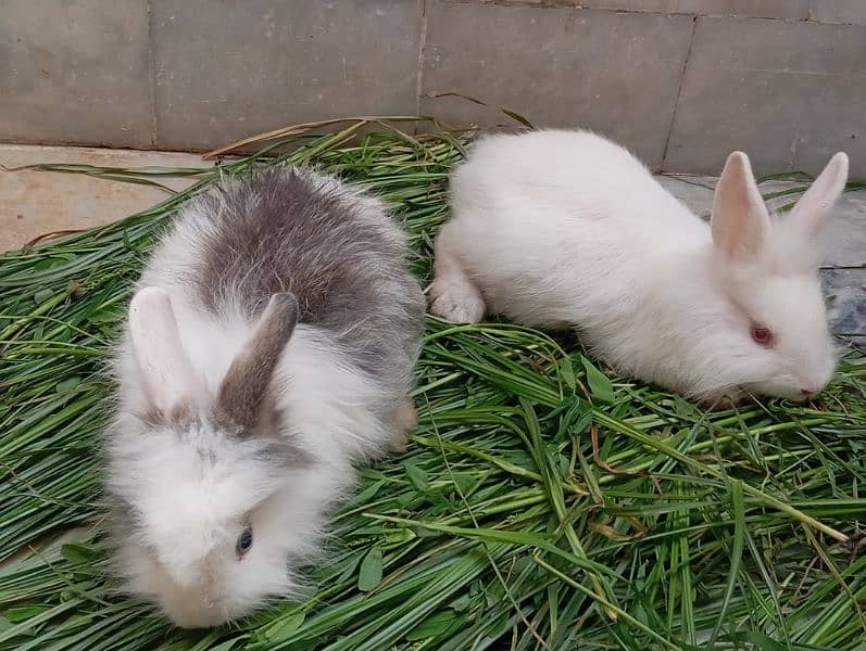 Angora rabbits pair for sale 1