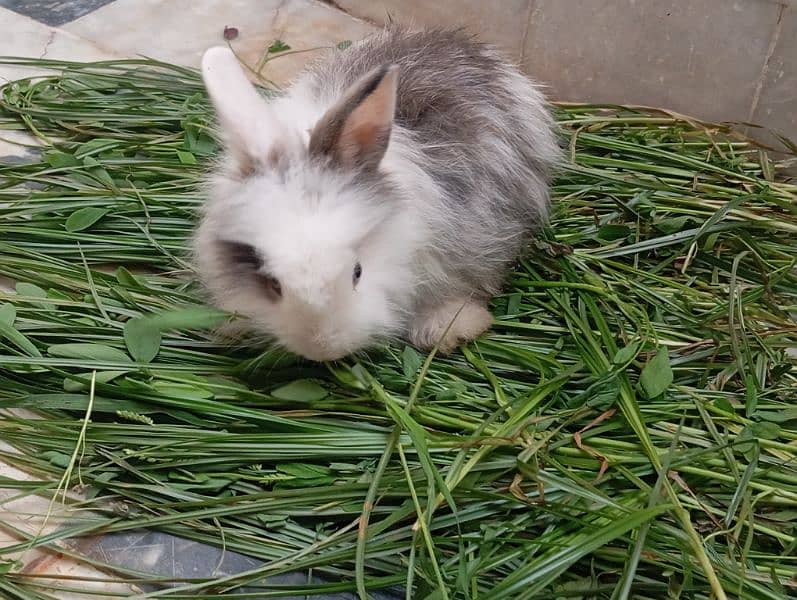 Angora rabbits pair for sale 2