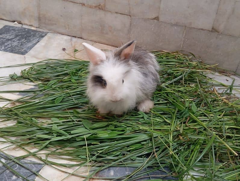 Angora rabbits pair for sale 3