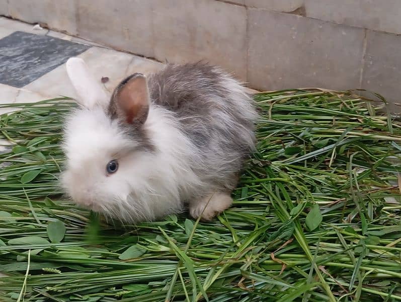 Angora rabbits pair for sale 4