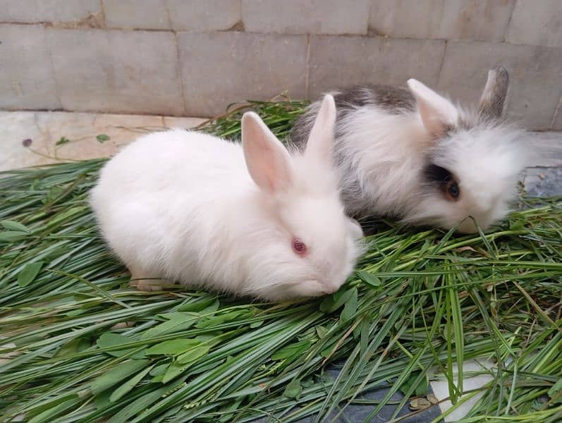 Angora rabbits pair for sale 5