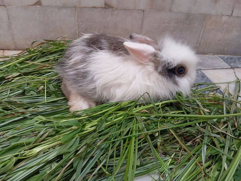 Angora rabbits pair for sale 6