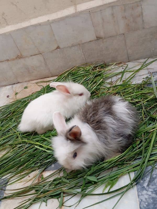 Angora rabbits pair for sale 7