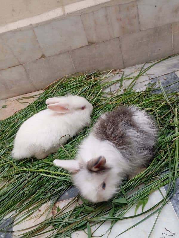 Angora rabbits pair for sale 8