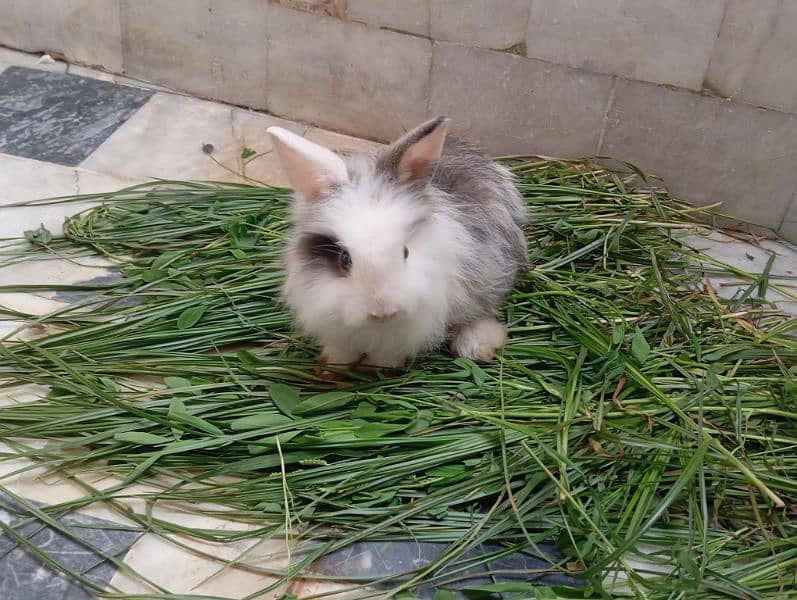 Angora rabbits pair for sale 9