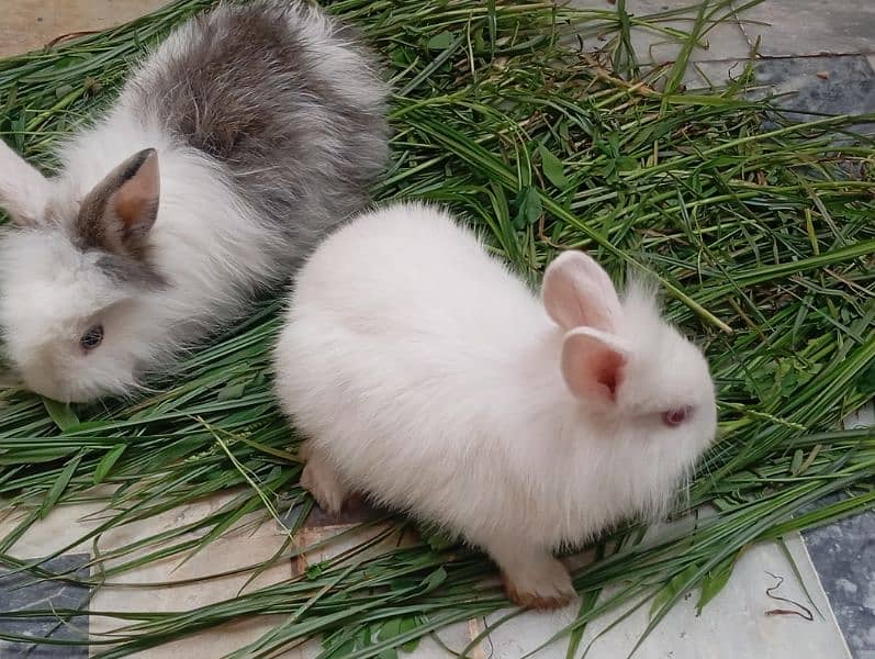 Angora rabbits pair for sale 10