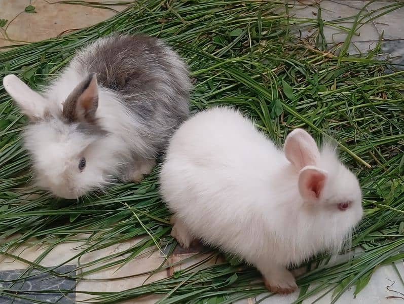 Angora rabbits pair for sale 11