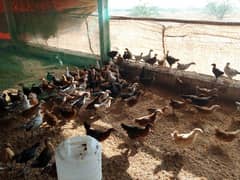 golden misri chicks / desi chiks / desi murgian / Hen/ Desi eggs