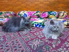 1 year old persion cat pair for sale