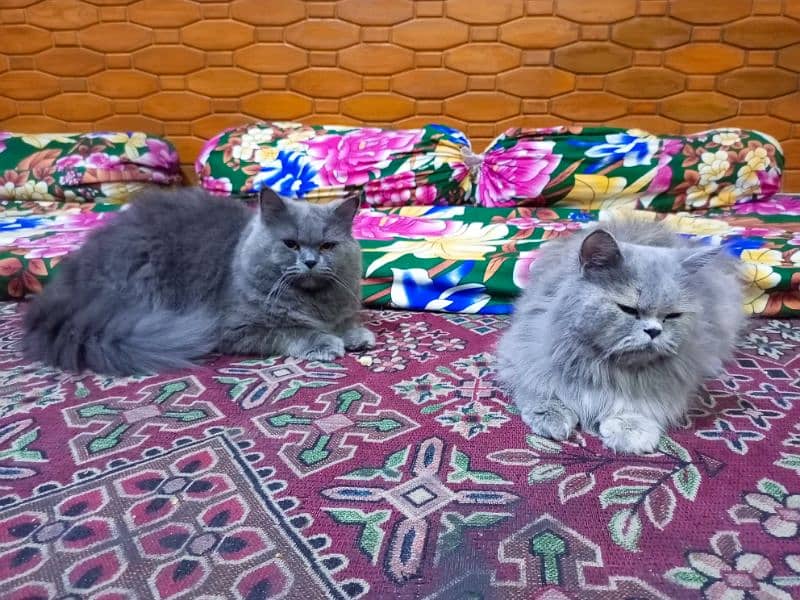 1 year old persion cat pair for sale 0