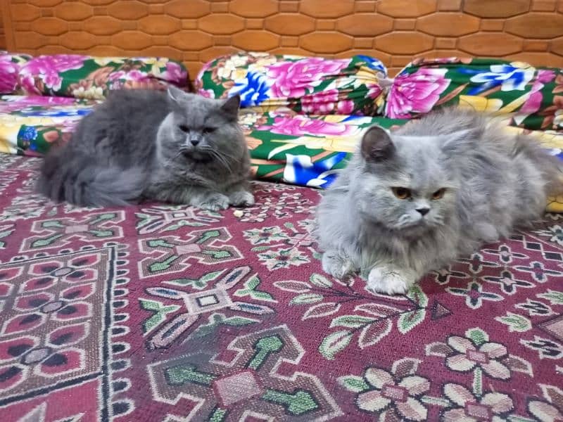 1 year old persion cat pair for sale 1