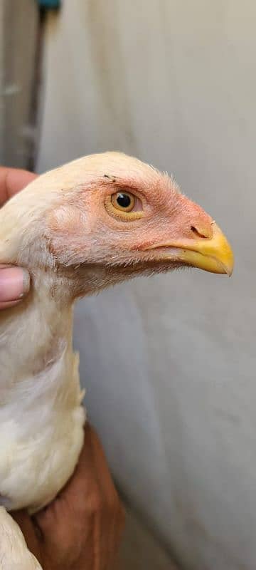 Kandhari parrot beak aseel pair 0