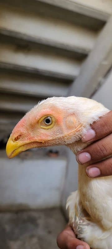 Kandhari parrot beak aseel pair 1