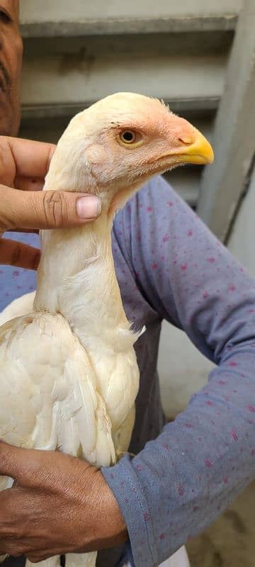 Kandhari parrot beak aseel pair 2