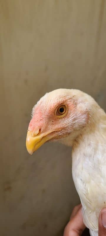 Kandhari parrot beak aseel pair 4