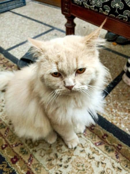 Triple coat male Persian cat for sale 1